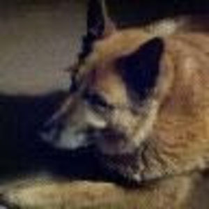 Meet your Posher, Jerry